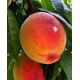 Саженец персика "Подарок Киева" Саженец персика "Подарок Киева"